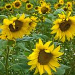 Zonnebloem (Helianthus annuus), Ophalen, Zomer, Volle zon