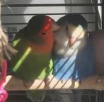 Argaponis te koop, NIET TAM!!!, Dieren en Toebehoren, Vogels | Parkieten en Papegaaien, Mannelijk, Parkiet, Tam