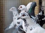 Kleurpostduiven, Dieren en Toebehoren, Vogels | Duiven, Meerdere dieren, Postduif