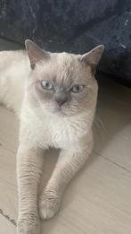 Britse korthaar/Bleu Point Dekkater met grijze ogen, Kater, Ontwormd, 0 tot 2 jaar