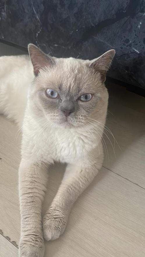 Britse korthaar/Bleu Point Dekkater met grijze ogen, Dieren en Toebehoren, Katten en Kittens | Raskatten | Korthaar, Kater, 0 tot 2 jaar
