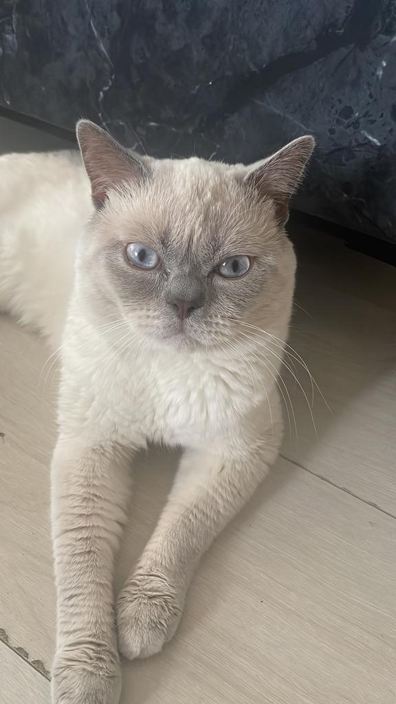 Britse korthaar/Bleu Point ( DEKKATER ), Dieren en Toebehoren, Katten en Kittens | Raskatten | Korthaar, Kater, 0 tot 2 jaar, Ontwormd