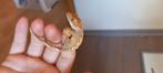 Leuke wimpergekko baby Harlequin, Dieren en Toebehoren, Hagedis, Met terrarium, 0 tot 2 jaar