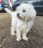 Dora, lief en makkelijk teefje 5 jaar, Dieren en Toebehoren, Honden | Niet-rashonden, Particulier, Rabiës (hondsdolheid), Buitenland