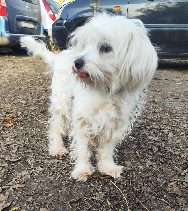 Dora, lief en makkelijk teefje 5 jaar, Dieren en Toebehoren, Honden | Niet-rashonden, Klein, Teef, Particulier, Eén hond, Buitenland