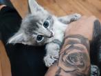 Baby kitten British Maine-Coon mix, Dieren en Toebehoren, Katten en Kittens | Raskatten | Korthaar, Poes