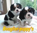 Cavalier King Charles Spaniel . . . . . . . .  . ."Outcross", Nederland, Overige rassen, 8 tot 15 weken, Meerdere