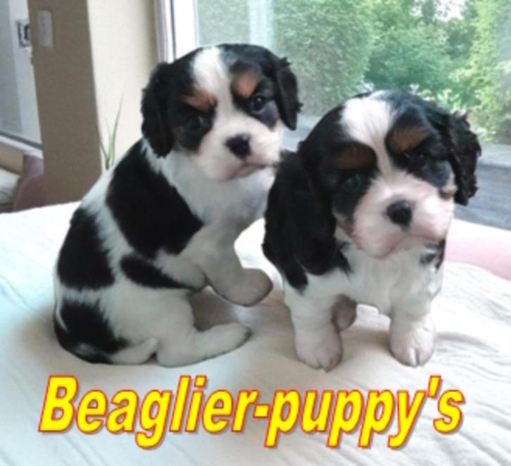 Cavalier King Charles Spaniel pups .   .   .   .    outcross, Dieren en Toebehoren, Honden | Retrievers, Spaniëls en Waterhonden