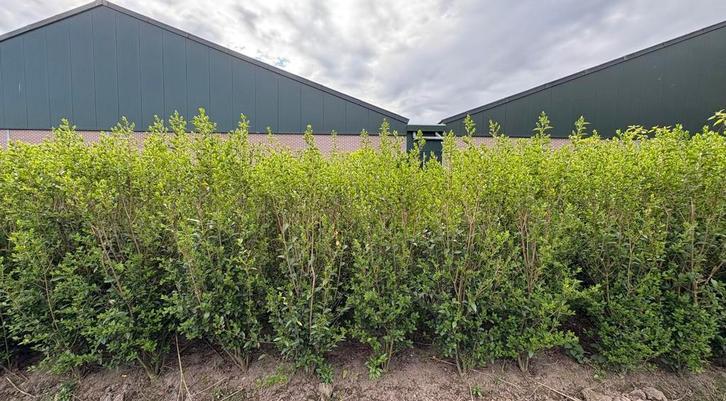 Ligustrum haagplanten met kluit | perceelsopruiming, Tuin en Terras, Planten | Struiken en Hagen, 100 tot 250 cm, Ophalen of Verzenden