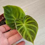 Philodendron Verrucosum plantje, Huis en Inrichting, Kamerplanten, Ophalen of Verzenden, Overige soorten, Minder dan 100 cm