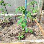 biologische tomaten planten tomatenplanten, Ophalen, Volle zon, Groenteplanten, Eenjarig
