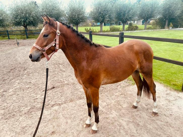 C pony, Dieren en Toebehoren, Pony's, Hengst, Onbeleerd, C pony (1.27m tot 1.37m), Dressuurpony, Gechipt, Ontwormd