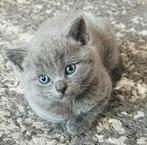 Britse korthaar kittens /een kater is weg, Poes, Ontwormd