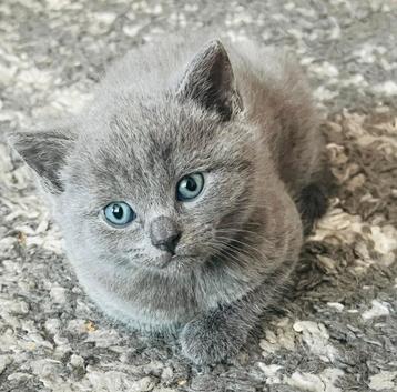 Britse korthaar kittens /een kater is weg  beschikbaar voor biedingen