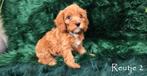 Cavapoo - Laatste puppy beschikbaar, Dieren en Toebehoren, Honden | Chihuahua's en Gezelschapshonden, Overige rassen, CDV (hondenziekte)