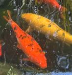 Koi Hi utsuri 55 cm, Dieren en Toebehoren, Vissen | Vijvervissen, Karper of Koi