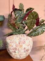 Schelpenvaas, Ophalen, Nieuw, Overige kleuren, Minder dan 50 cm