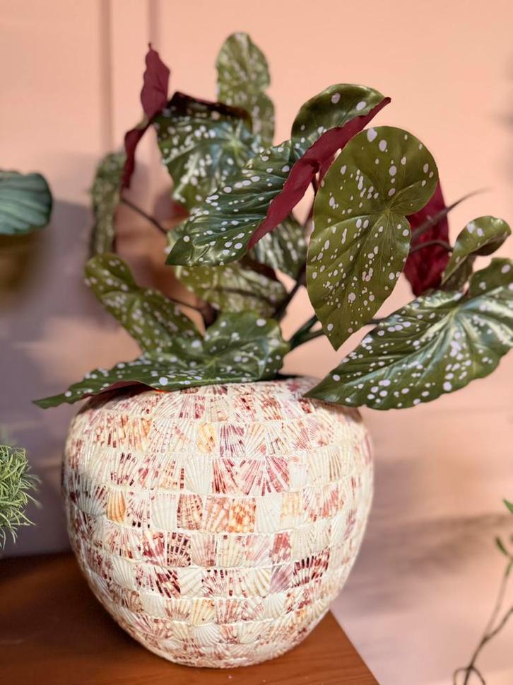 Schelpenvaas, Huis en Inrichting, Woonaccessoires | Vazen, Nieuw, Overige kleuren, Minder dan 50 cm, Ophalen