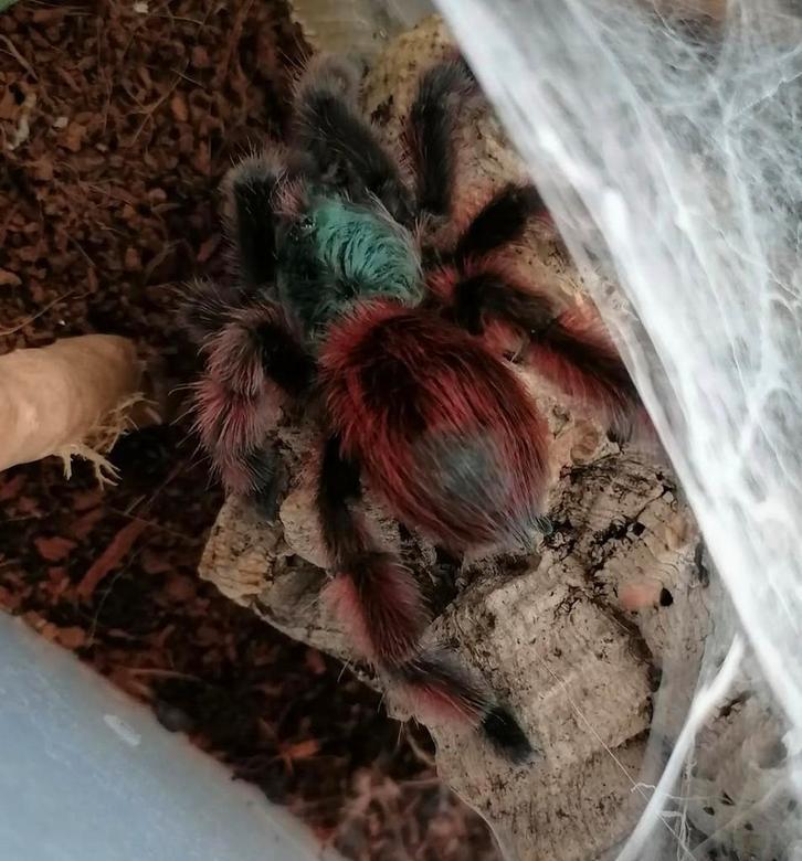 Diverse Vogelpinnen, Dieren en Toebehoren, Insecten en Spinnen, Spin of Schorpioen