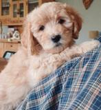 Te koop: superleuke Golden/Berner  doodles, Dieren en Toebehoren, Honden | Retrievers, Spaniëls en Waterhonden, Overige rassen