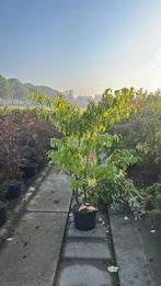 Mooie Meerstammen & Struiken in Pot - Direct Plantklaar!, Lente, 100 tot 250 cm, Volle zon, In pot