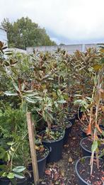 Magnolia grandi flora little jenn grote plant stunt 34,95, Vaste plant, Halfschaduw, Zomer, Ophalen