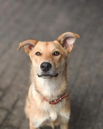 Lieve, leergierige pup ter adoptie beschikbaar voor biedingen
