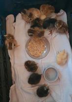 Kuikens, Dieren en Toebehoren, Pluimvee, Meerdere dieren, Kip