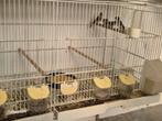 Kapoetsensijsen, Dieren en Toebehoren, Vogels | Overige Vogels, Meerdere dieren, Tropenvogel