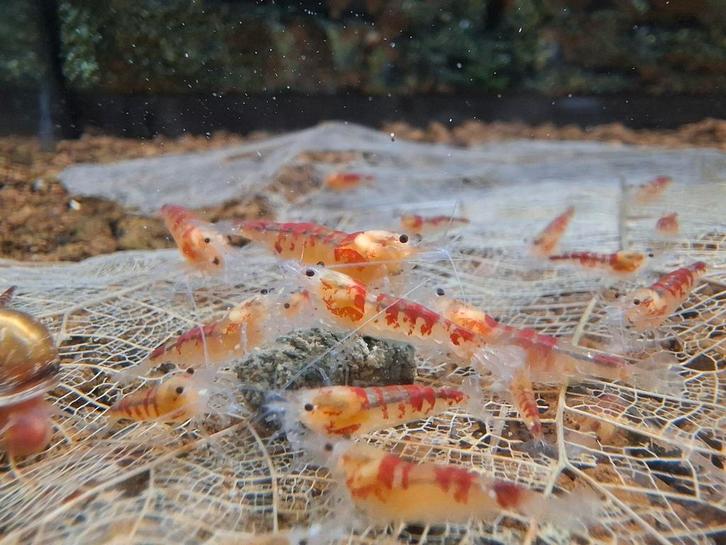 Rode calceo golden dragon caridina garnalen, Dieren en Toebehoren, Vissen | Aquariumvissen, Kreeft, Krab of Garnaal