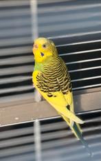 Eenzaam parkietje zoekt nieuw thuis met een nieuw vriendje, Dieren en Toebehoren, Vogels | Parkieten en Papegaaien, Vrouwelijk