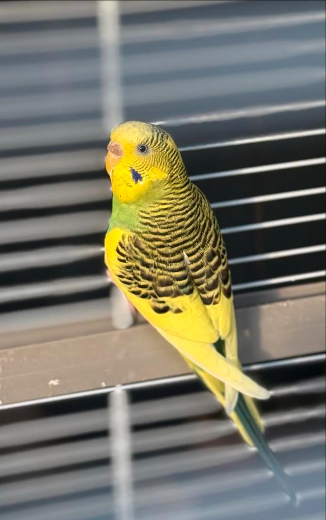 Eenzaam parkietje zoekt nieuw thuis met een nieuw vriendje, Dieren en Toebehoren, Vogels | Parkieten en Papegaaien, Parkiet, Vrouwelijk