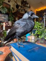 Recent opgezette Kauw op boek, Ophalen of Verzenden