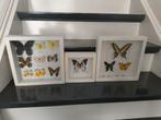 Vlinders in lijst, 3 lijstjes, Minder dan 50 cm, Gebruikt, Ophalen of Verzenden, Minder dan 50 cm