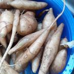 Yakon broedknolletjes, Tuin en Terras, Planten | Tuinplanten, Ophalen of Verzenden, Overige soorten, Volle zon