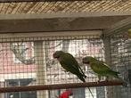Roseborstbaard parkieten, Dieren en Toebehoren, Vogels | Parkieten en Papegaaien, Meerdere dieren, Parkiet, Geringd