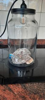 Terrarium voor planten, Huis en Inrichting, Ophalen of Verzenden, Zo goed als nieuw