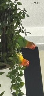 2 jonge fischeri agapornissen bijna tam, nieuwe kooi, Meerdere dieren, Dwergpapegaai of Agapornis, Tam