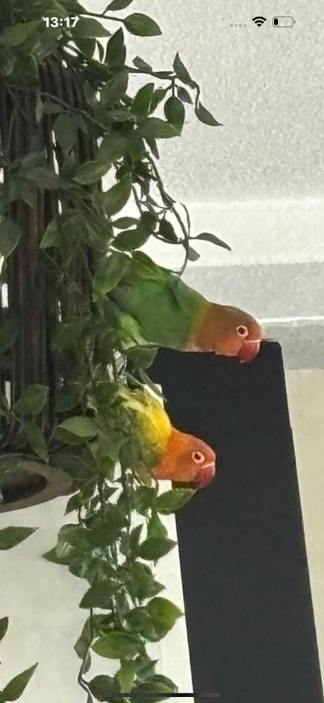 2 jonge fischeri agapornissen bijna tam, nieuwe kooi, Dieren en Toebehoren, Vogels | Parkieten en Papegaaien, Dwergpapegaai of Agapornis