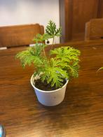 Pelargonium Graveolens Citroengeranium, Huis en Inrichting, Kamerplanten, Ophalen of Verzenden, Halfschaduw, Minder dan 100 cm