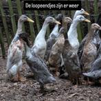 Indische loopeendjes, Geslacht onbekend, Eend