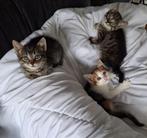 Ragdoll mix Europese korthaar, Meerdere dieren, 0 tot 2 jaar
