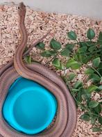 Rattenslang 1.0, Dieren en Toebehoren, Reptielen en Amfibieën, Slang, 0 tot 2 jaar