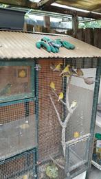 Kanaries €15 per stuk, Dieren en Toebehoren, Vogels | Kanaries, Meerdere dieren, Kleurkanarie