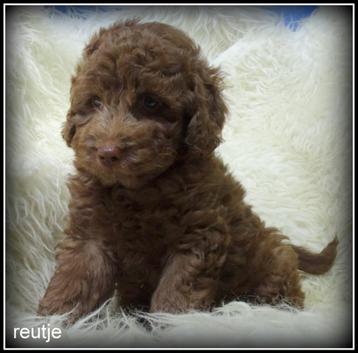 Boompoo pups beschikbaar voor biedingen