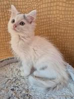 Ragdoll X mainecoon poesje, compleet gevaccineerd, chip., Dieren en Toebehoren, Katten en Kittens | Raskatten | Langhaar, Poes