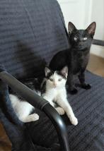 Boederij Kittens, Dieren en Toebehoren, Poes, Kortharig, 0 tot 2 jaar