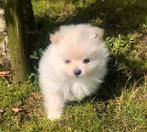Prachtige crème kleurige Pomeriaan / Pomeranian pups, Dieren en Toebehoren, Honden | Poolhonden, Keeshonden en Oertypen, CDV (hondenziekte)