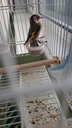 Putter, Dieren en Toebehoren, Vogels | Overige Vogels, Vrouwelijk, Wildzangvogel, Geringd