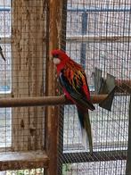 Te koop een rode rossella man, Mannelijk, Parkiet
